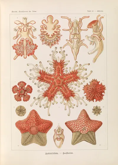 Asteridea. – Seesterne by Эрнст Геккель, 1904 — digital art print download