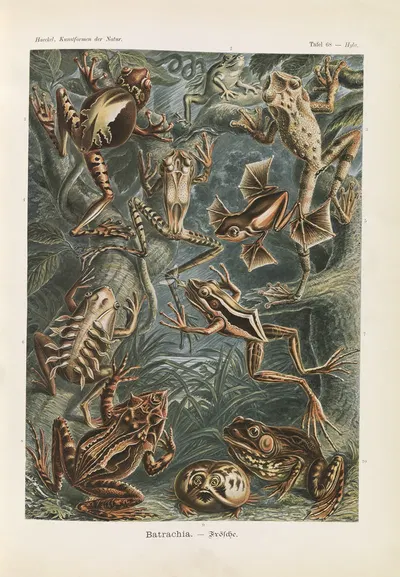 Batrachia. – Frösche by Эрнст Геккель, 1904 — digital art print download