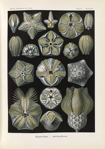 Blastoïdea. – Knospensterne by Эрнст Геккель, 1904 — digital art print download