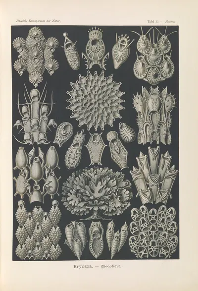 Bryozoa. – Woostiere by Эрнст Геккель, 1904 — digital art print download
