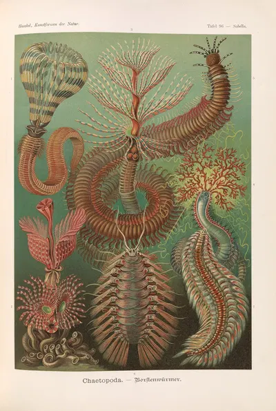 Chaetopoda. – Borstenwürmer by Эрнст Геккель, 1904 — digital art print download