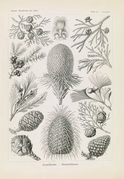 Coniferae. – Bapfenbäume by Эрнст Геккель, 1904 — digital art print download