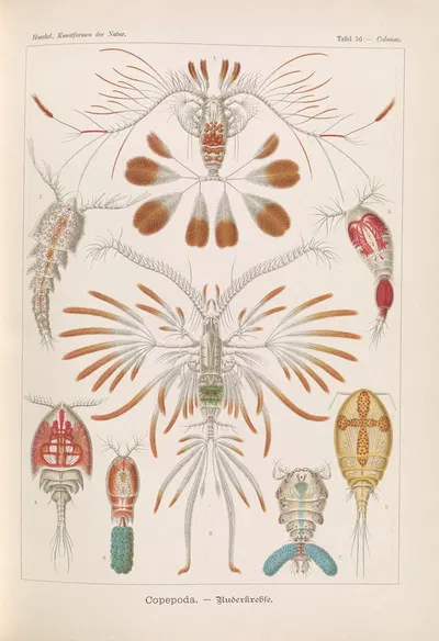 Copepoda. – Ruderkrebse by Эрнст Геккель, 1904 — digital art print download