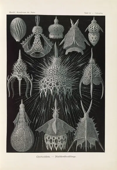 Crytoidea. – Flaschenstrahlinge by Эрнст Геккель, 1904 — digital art print download