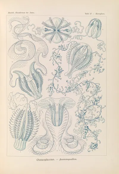 Ctenophorae. – Kammquallen by Эрнст Геккель, 1904 — digital art print download