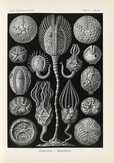 Cystoidea. – Beutelsterne by Эрнст Геккель, 1904 — digital art print download