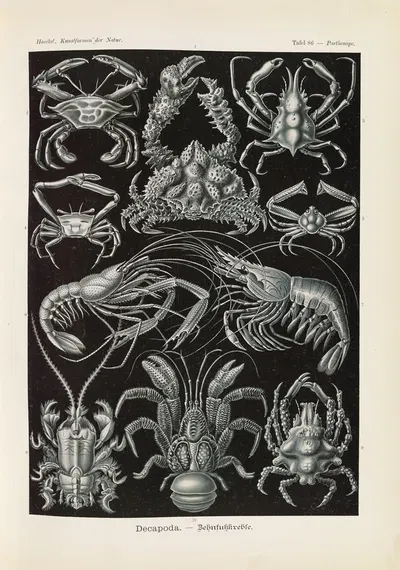 Decapoda. – Behnfukkreble by Эрнст Геккель, 1904 — digital art print download
