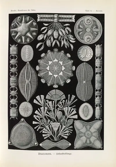 Diatomea. – Schachtellinge. by Эрнст Геккель, 1904 — digital art print download