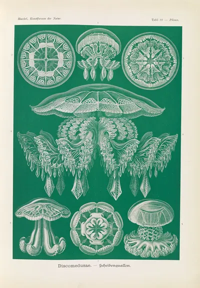 Discomedusae. – Scheibenquallen by Эрнст Геккель, 1904 — digital art print download