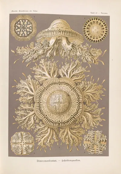 Discomedusae. – Scheibenquallen by Эрнст Геккель, 1904 — digital art print download