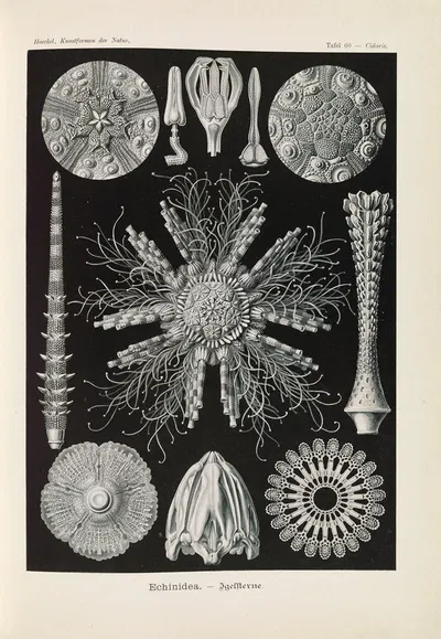 Echinidea. – Igelsterne by Эрнст Геккель, 1904 — digital art print download