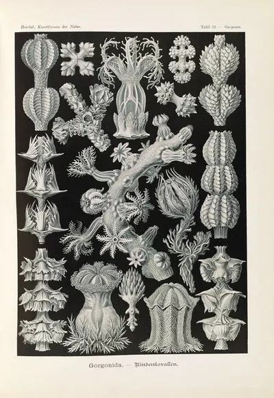 Gorgonida. – Rindenkorallen by Эрнст Геккель, 1904 — digital art print download
