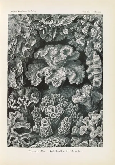 Hexacoralla. – Sechsstrahlige Sternkorallen by Эрнст Геккель, 1904 — digital art print download