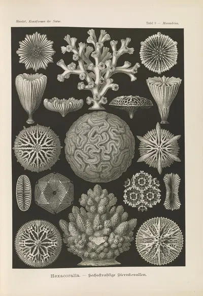 Hexacoralla. – Sechsstrahlige Sternkorallen by Эрнст Геккель, 1904 — digital art print download