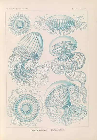 Leptomedusae. – Faltenquallen by Эрнст Геккель, 1904 — digital art print download
