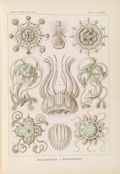 Narcomedusae. – Spangenquallen by Эрнст Геккель, 1904 — digital art print download