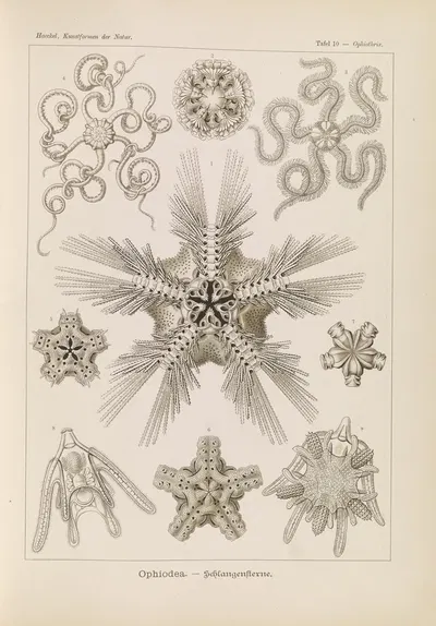 Ophiodea. – Schlangensterne. by Эрнст Геккель, 1904 — digital art print download