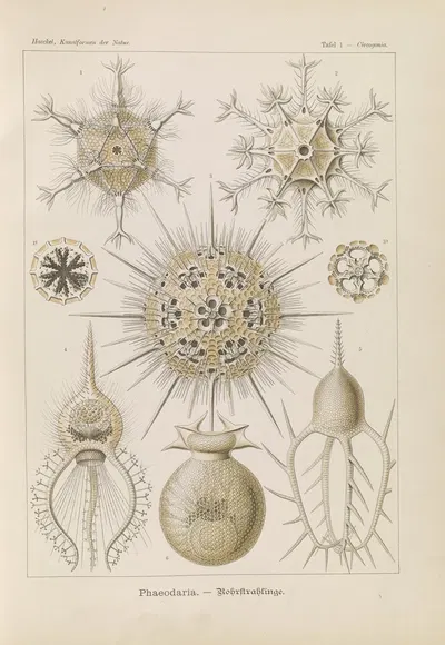 Phaeodaria. – Rohrstrahlinge by Ernst Haeckel, 1904 — digital art print download