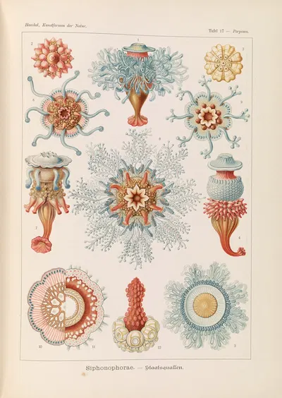 Siphonophorae. – Staatsquallen by Эрнст Геккель, 1904 — digital art print download