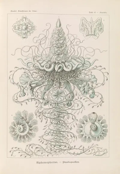 Siphonophorae. – Staatsquallen by Эрнст Геккель, 1904 — digital art print download