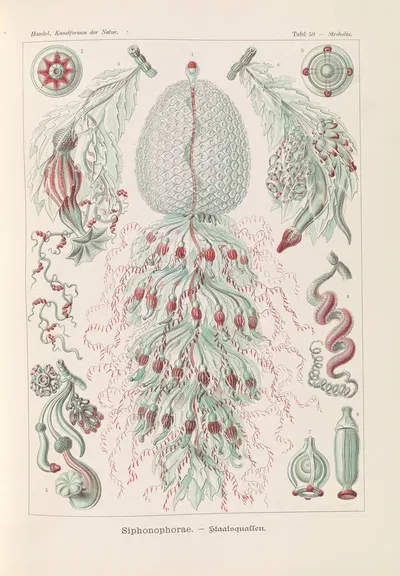 Siphonophorae. – Staatsquallen by Эрнст Геккель, 1904 — digital art print download