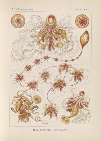 Siphonophorae. – Staatsquallen by Эрнст Геккель, 1904 — digital art print download