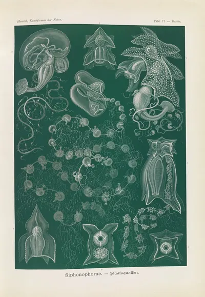 Siphonophorae. – Staatsquallen by Эрнст Геккель, 1904 — digital art print download