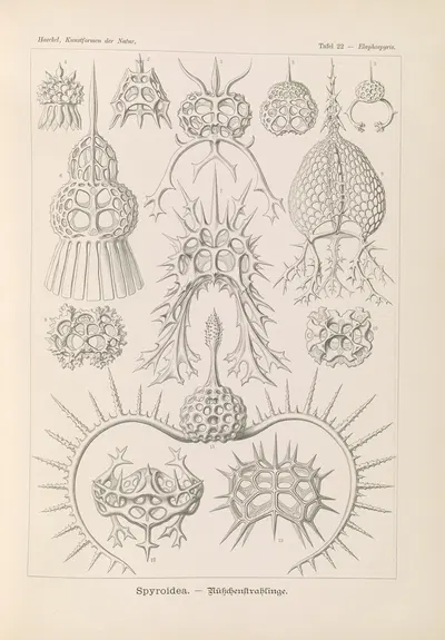 Spyroidea. – Nükchenstrahlinge by Эрнст Геккель, 1904 — digital art print download
