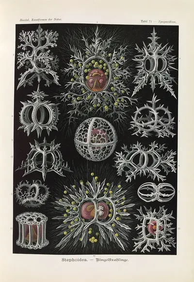 Stephoidea. – Ringelstrahlinge by Эрнст Геккель, 1904 — digital art print download
