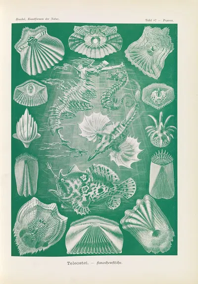 Teleostei. – Knochenfische by Эрнст Геккель, 1904 — digital art print download