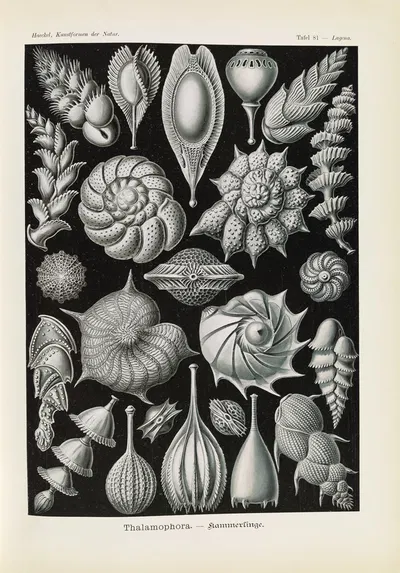 Thalamophora. – Kammerlinge by Эрнст Геккель, 1904 — digital art print download