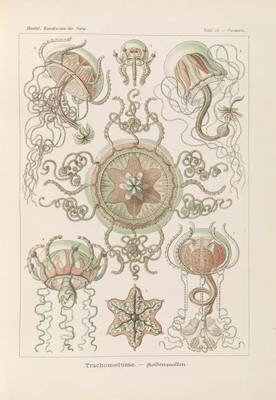 Trachomedusae. – Kolbenquallen by Эрнст Геккель, 1904 — digital art print download