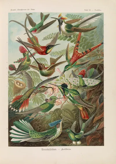 Trochilidae. – Kolibris by Эрнст Геккель, 1904 — digital art print download