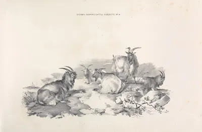Thomas Sydney Cooper's cattle subjects Pl.04 by Томас Сидни Купер — digital art print download