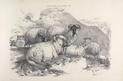 Thomas Sydney Cooper's cattle subjects Pl.05 by Томас Сидни Купер — digital art print download