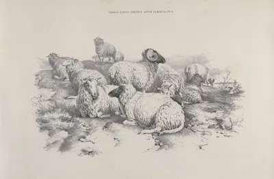 Thomas Sydney Cooper's cattle subjects Pl.14 by Томас Сидни Купер — digital art print download