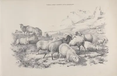 Thomas Sydney Cooper's cattle subjects Pl.17 by Томас Сидни Купер — digital art print download