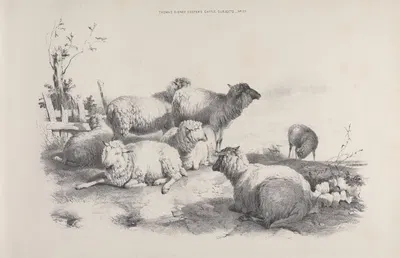 Thomas Sydney Cooper's cattle subjects Pl.22 by Томас Сидни Купер — digital art print download