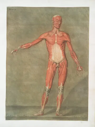 Эта таблица представляет первый слой мышц by Арнольд Готье д'Аготи, 1773 — digital art print download