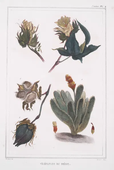 Вегетация Бразилии by Жан Батист Дебре, 1834 - 1839 — digital art print download