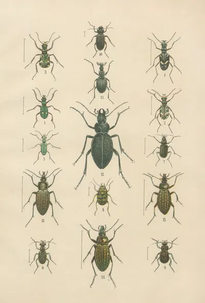 The beetles of Europe Pl.01 by Karl Neunzig, 1912 — digital art print download
