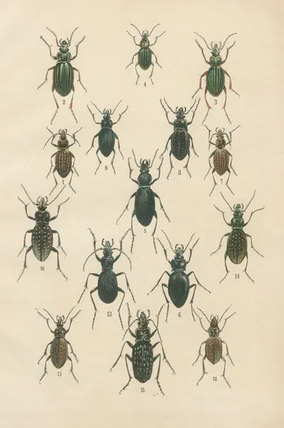 The beetles of Europe Pl.02 by Karl Neunzig, 1912 — digital art print download