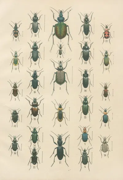 The beetles of Europe Pl.03 by Karl Neunzig, 1912 — digital art print download