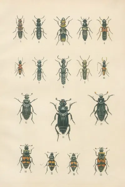 The beetles of Europe Pl.05 by Karl Neunzig, 1912 — digital art print download