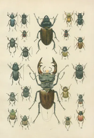 The beetles of Europe Pl.07 by Karl Neunzig, 1912 — digital art print download