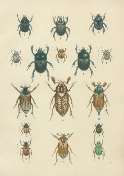 The beetles of Europe Pl.08 by Karl Neunzig, 1912 — digital art print download