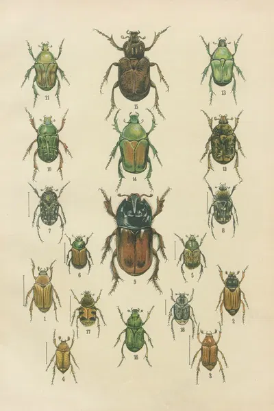 The beetles of Europe Pl.09 by Karl Neunzig, 1912 — digital art print download