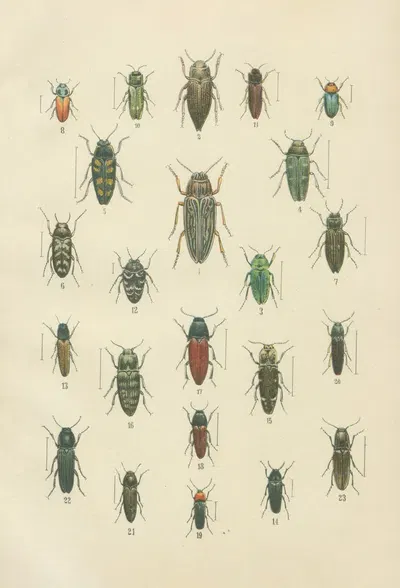 The beetles of Europe Pl.10 by Karl Neunzig, 1912 — digital art print download
