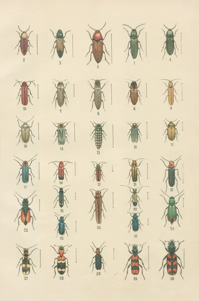 The beetles of Europe Pl.11 by Karl Neunzig, 1912 — digital art print download