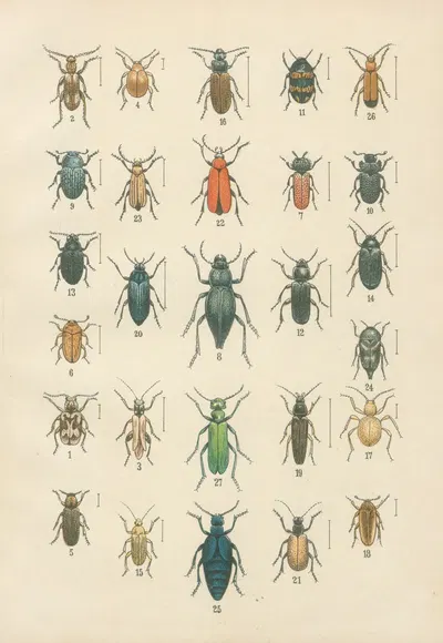 The beetles of Europe Pl.12 by Karl Neunzig, 1912 — digital art print download